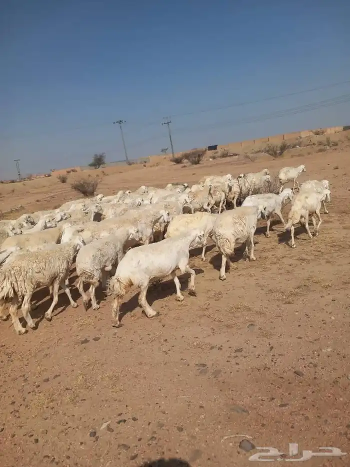 ضان حريات مقنوي حرش دفيع بفحولها 5