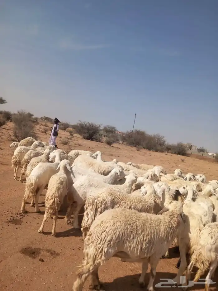 ضان حريات مقنوي حرش دفيع بفحولها 4