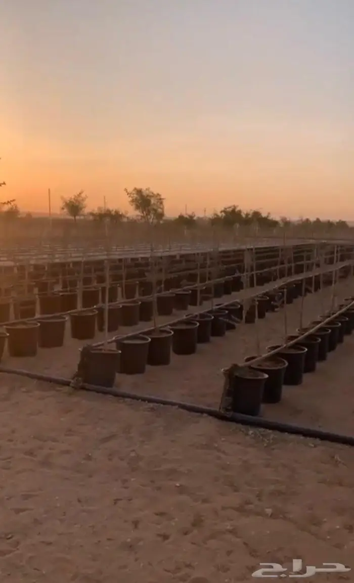 للبيع شتلات طلح نجدي 1