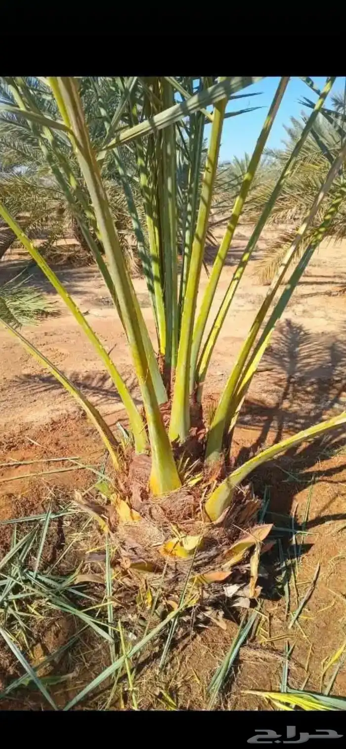 توريد وقلع نخل صفري برني شكل وادي ترج 16
