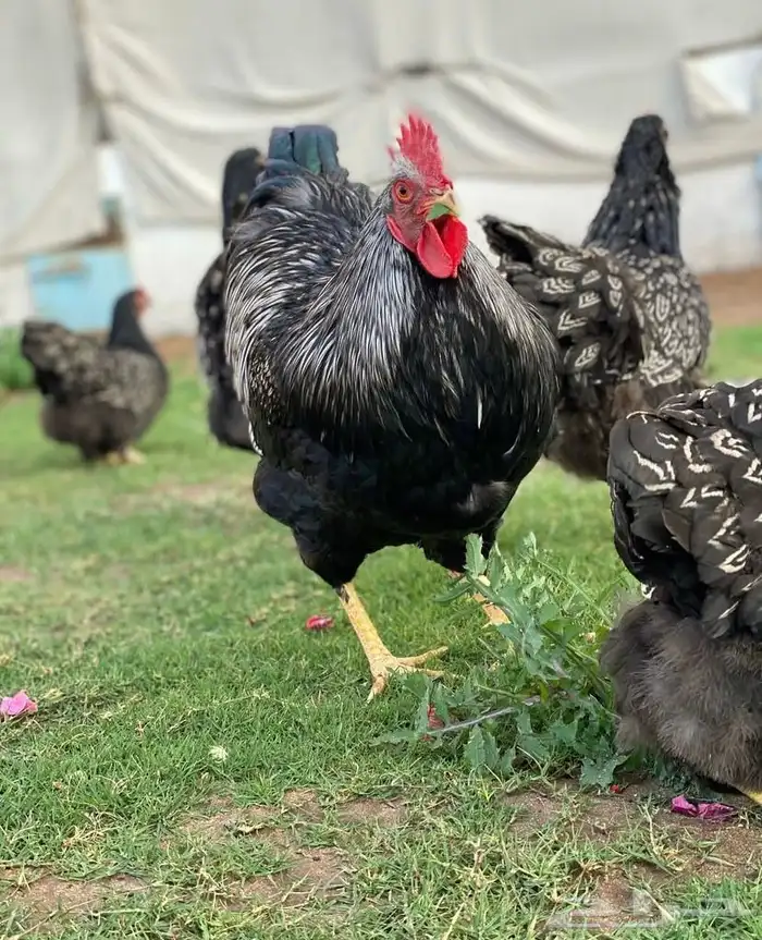 للبيع صيصان بارنفيلدر 1