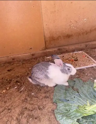 ارنب انثى للبيع index