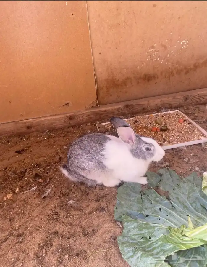 ارنب انثى للبيع 0