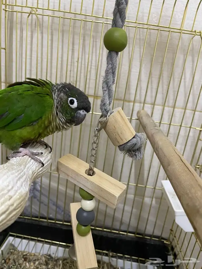 بغبغاء الكنيور قرين شيت 4