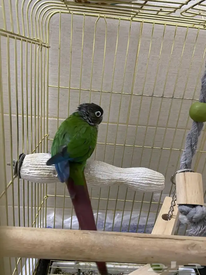 بغبغاء الكنيور قرين شيت 1