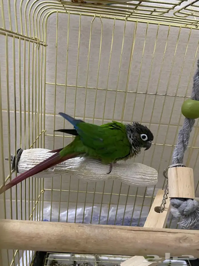 بغبغاء الكنيور قرين شيت 2