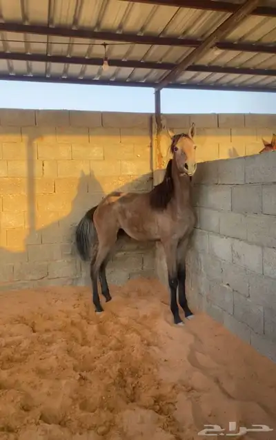 مهره واهو للبيع index