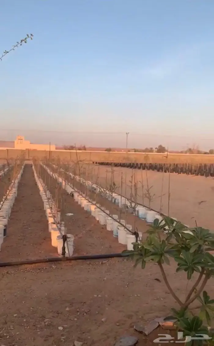 للبيع شتلات طلح نجدي 0