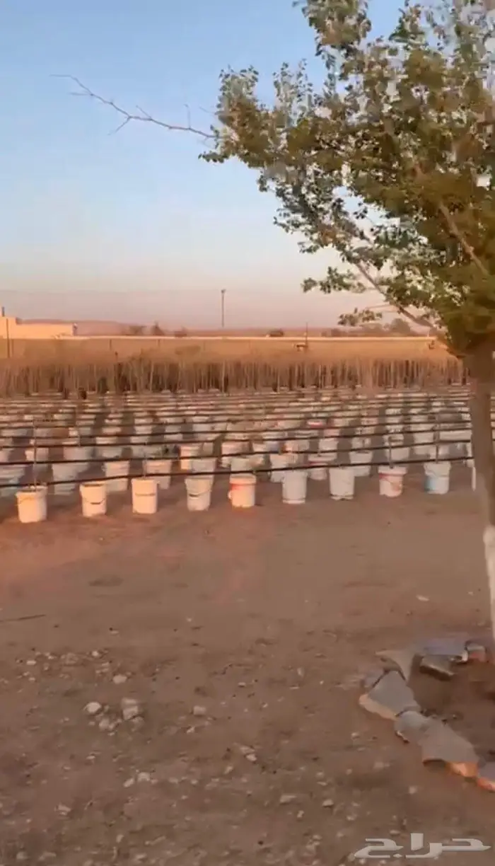 للبيع شتلات طلح نجدي 3