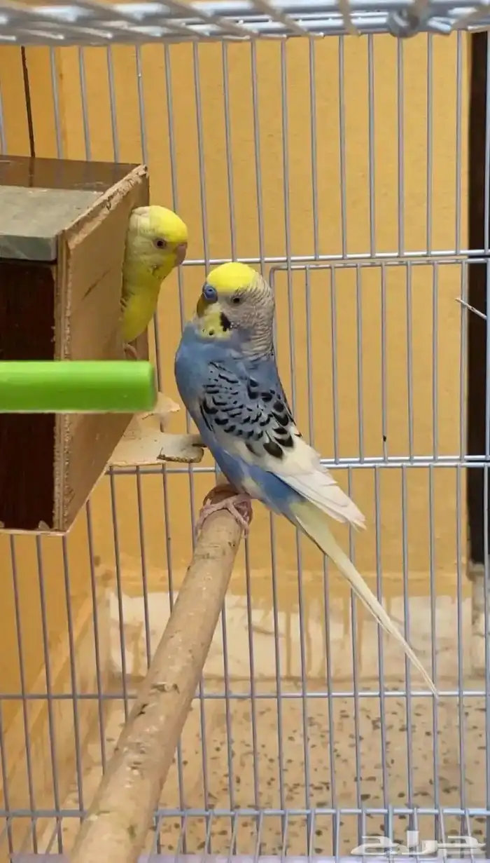 زوج بادجي للبيع العمر 3سنوات منتج بأذن الله 2