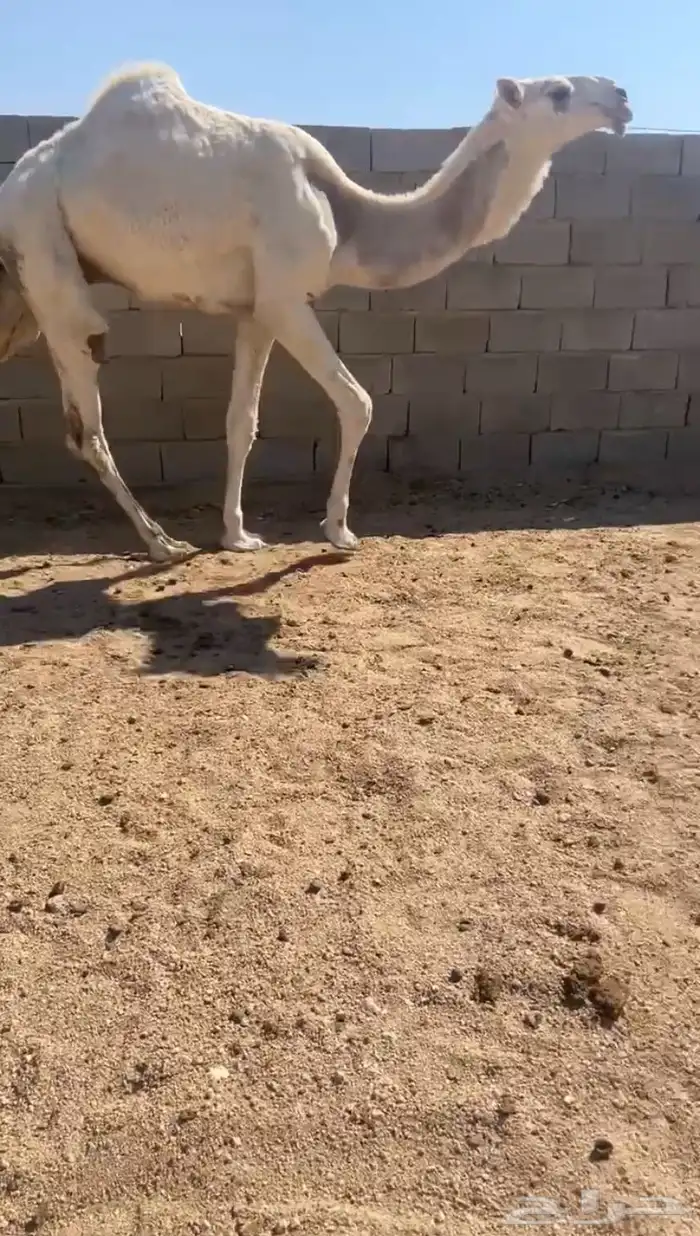 قعود حق اوضح رماني كفو للتواصل 0