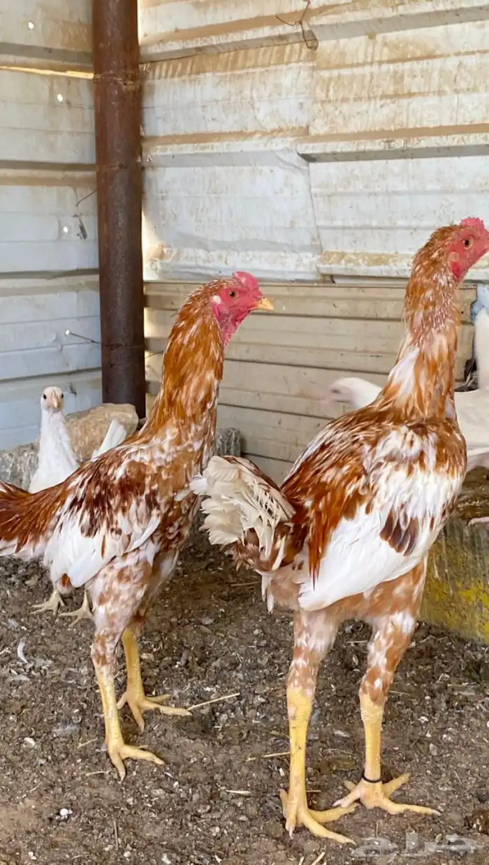 ديوك باكستاني 0