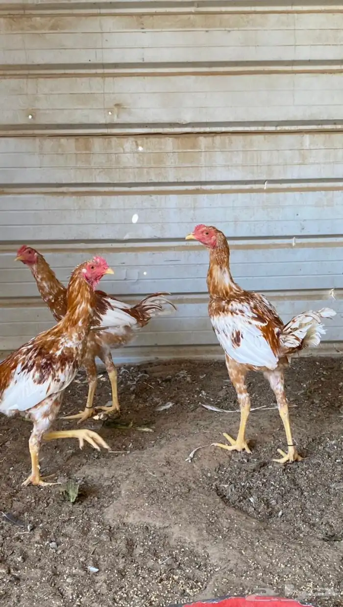 ديوك باكستاني 2