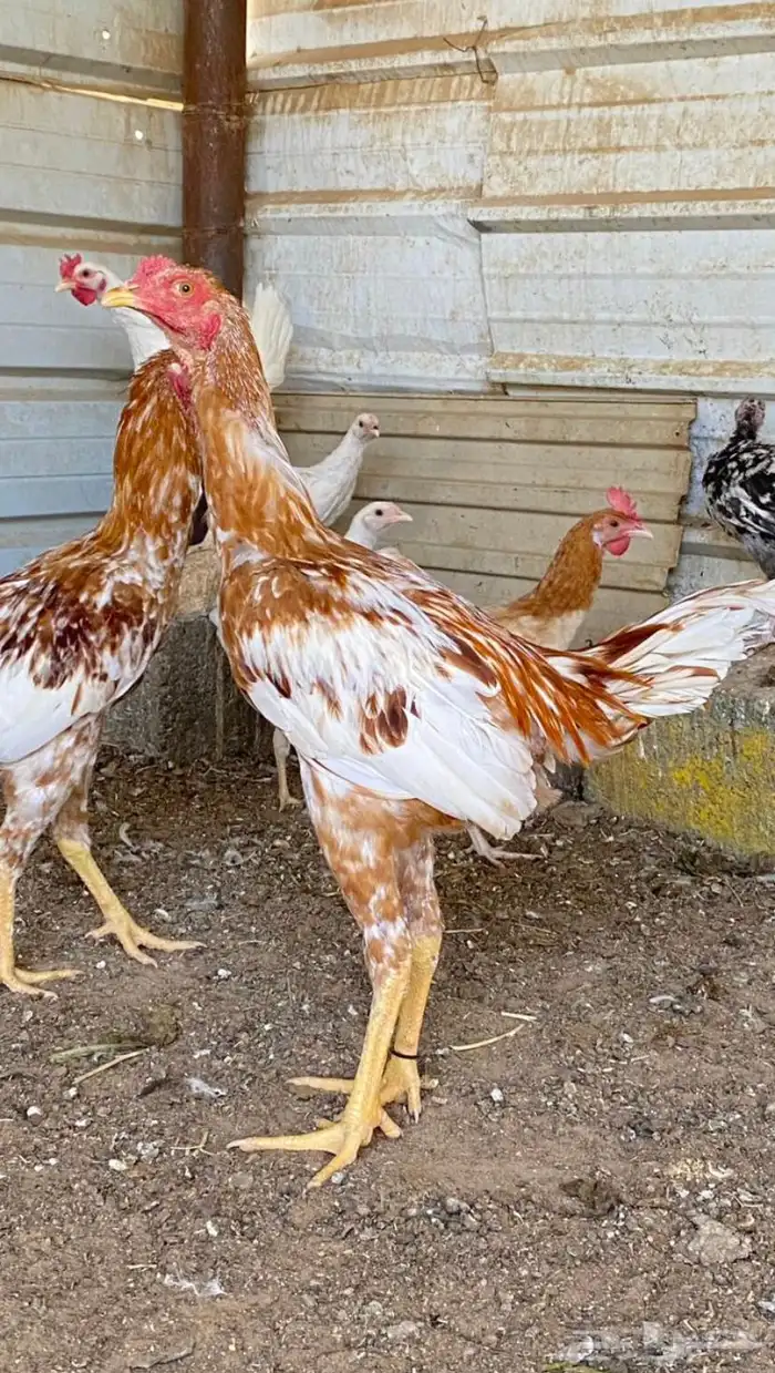 ديوك باكستاني 1