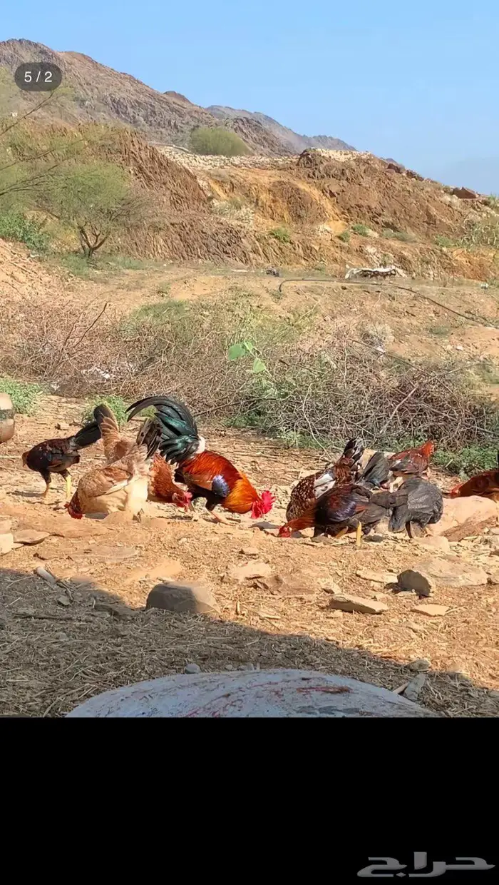 من معه دجاج للبيع يتوواصل معي 1