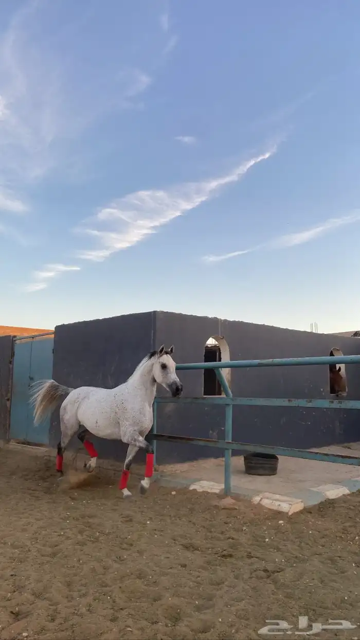 فرس شيخه فاخره ورفيعه ومهرين ولقاح 1