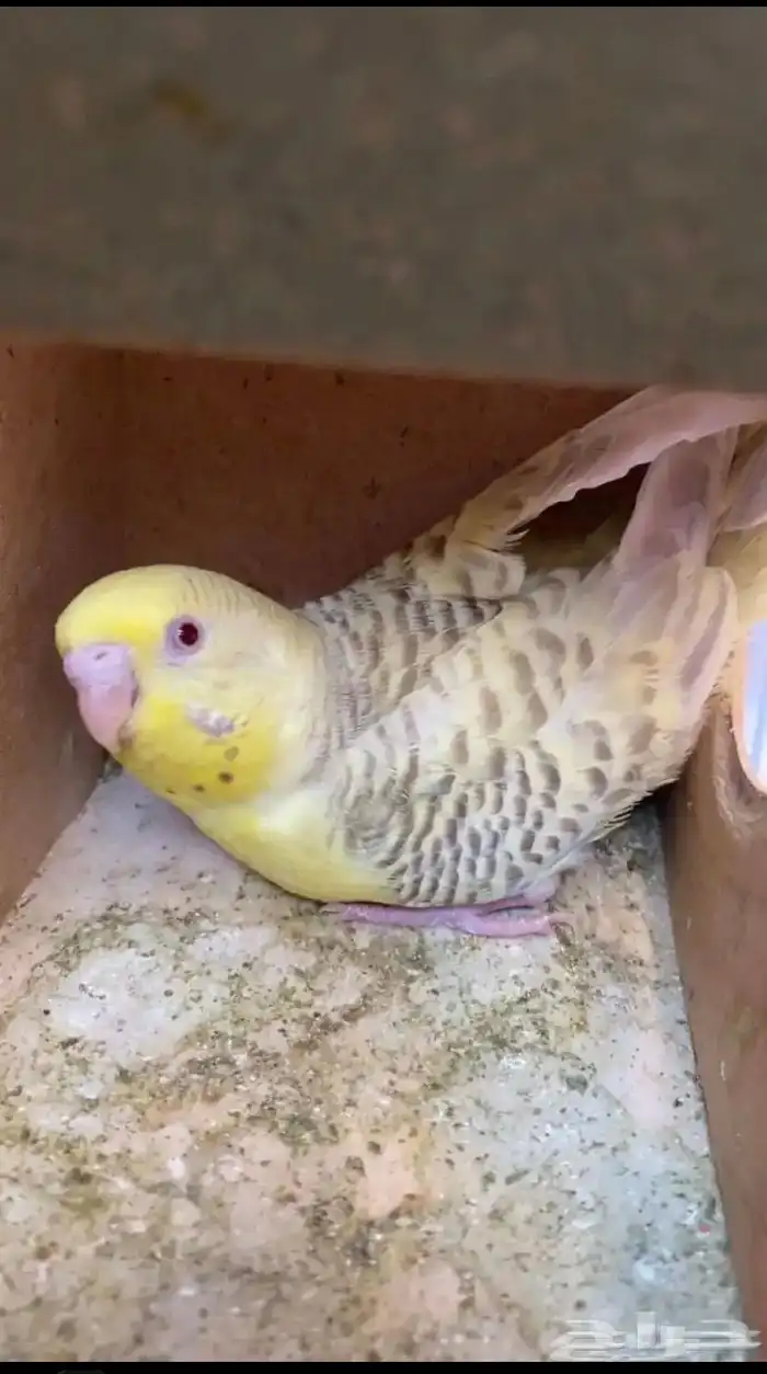 زوج بادجي للبيع العمر 3سنوات منتج بأذن الله 1