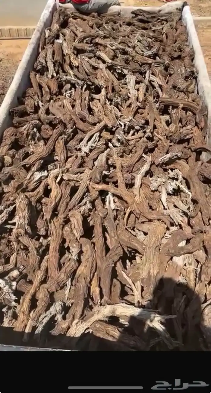 حطب سمر شرط 2