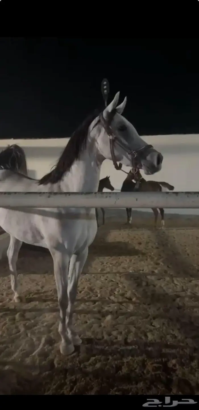 مهرة واهو دماء جمال 0