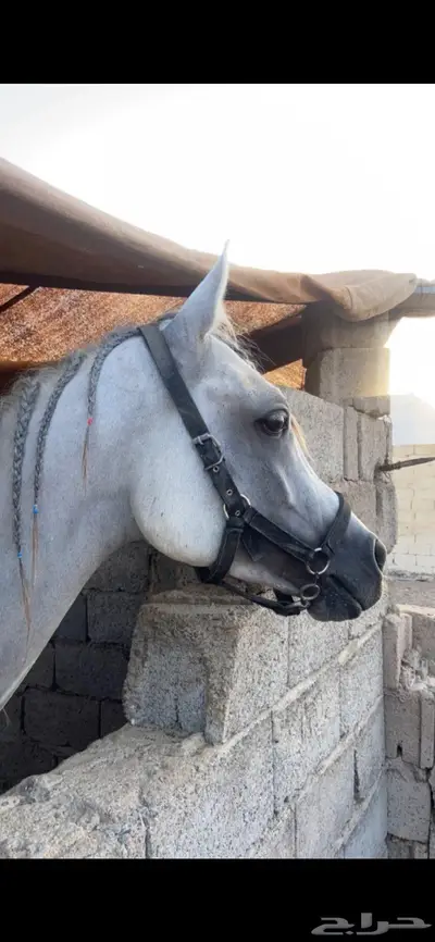 حصان واهو حفيد ابطال للبيع البيع مستعجل 3500 حد index
