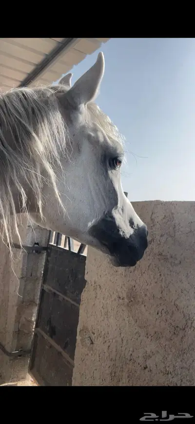 حصان واهو حفيد ابطال للبيع البيع مستعجل 3500 حد index