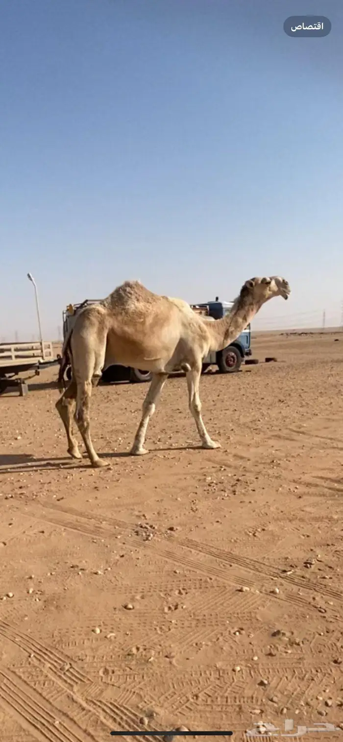 قعود ثني باتلي على بعير ابن دلمخ 4