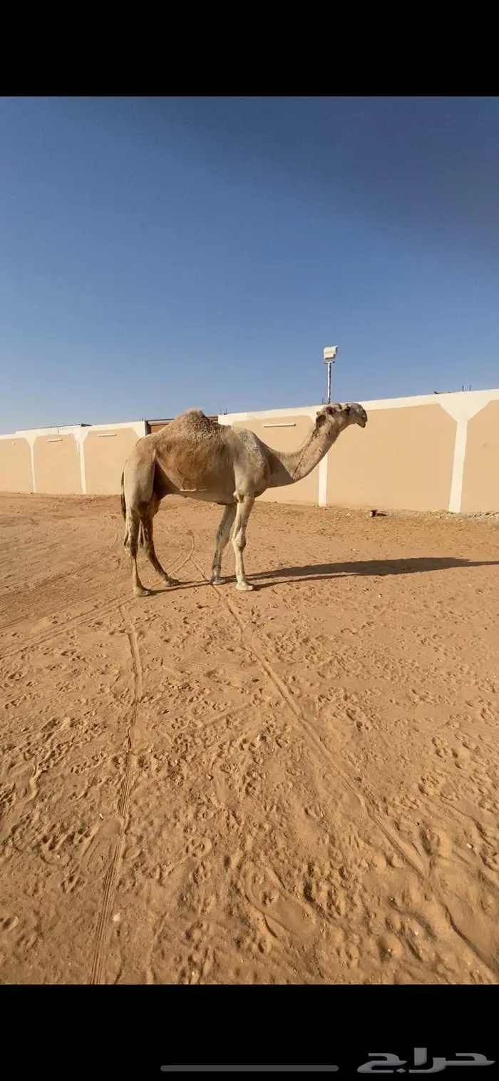 قعود ثني باتلي على بعير ابن دلمخ 1