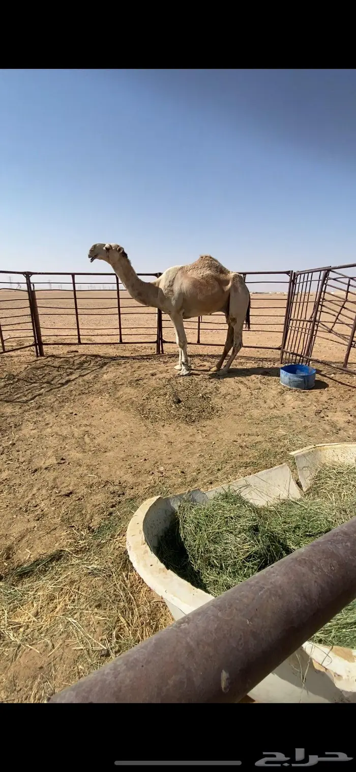 قعود ثني باتلي على بعير ابن دلمخ 2