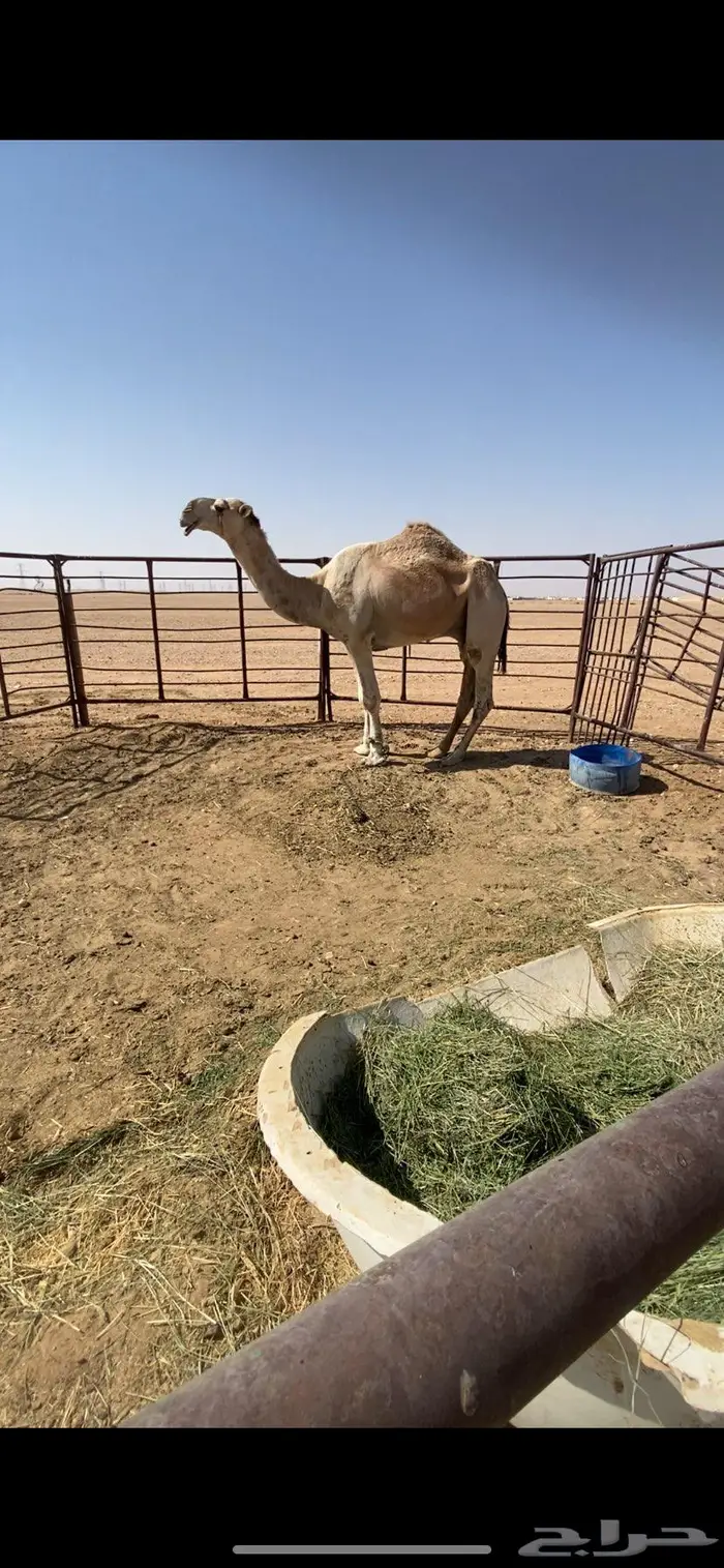 قعود ثني باتلي على بعير ابن دلمخ 0