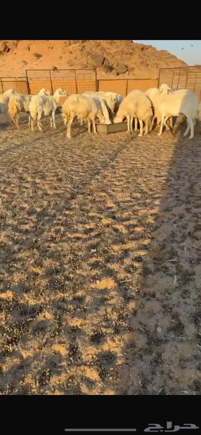 غنم حريات مراح واحد وسعر يرضي الزبون لاتفوتكم 1