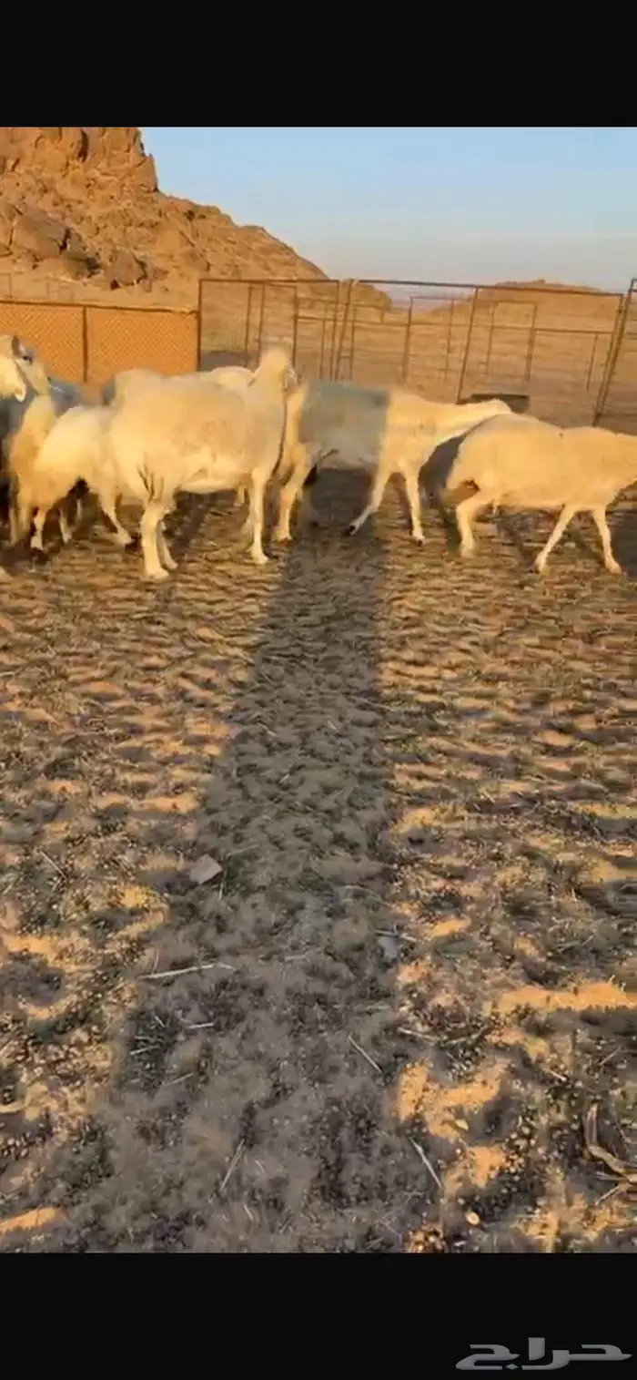 غنم حريات مراح واحد وسعر يرضي الزبون لاتفوتكم 0