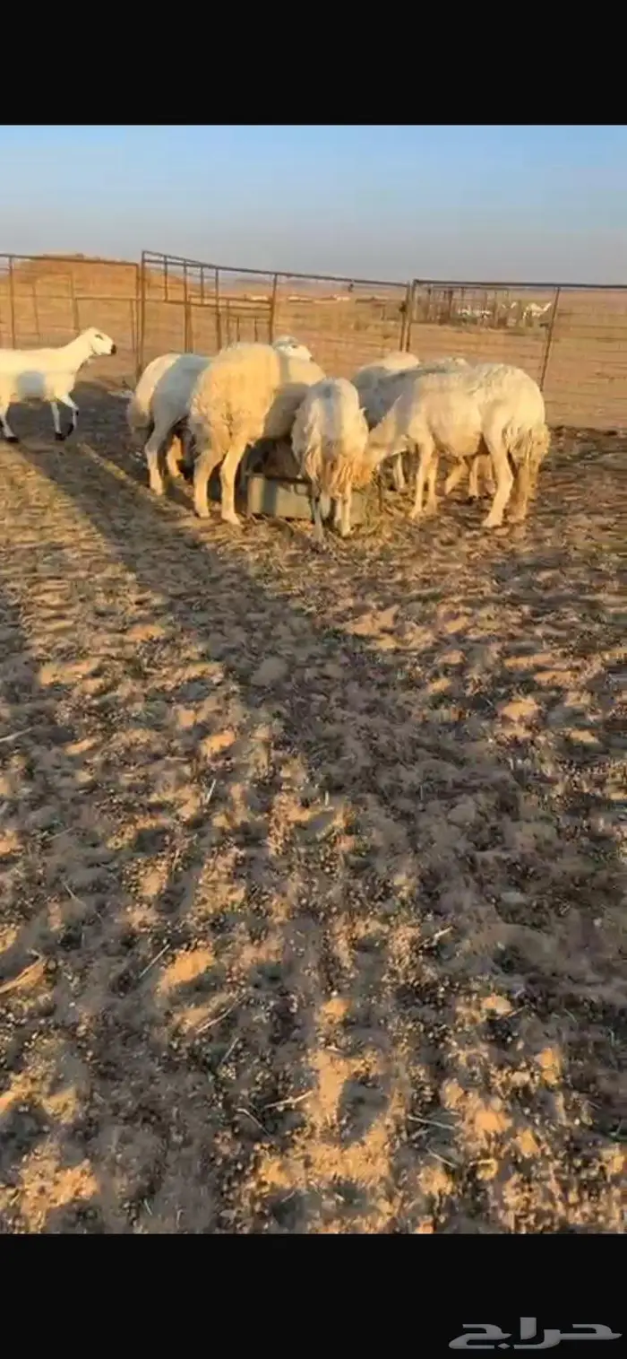 غنم حريات مراح واحد وسعر يرضي الزبون لاتفوتكم 3