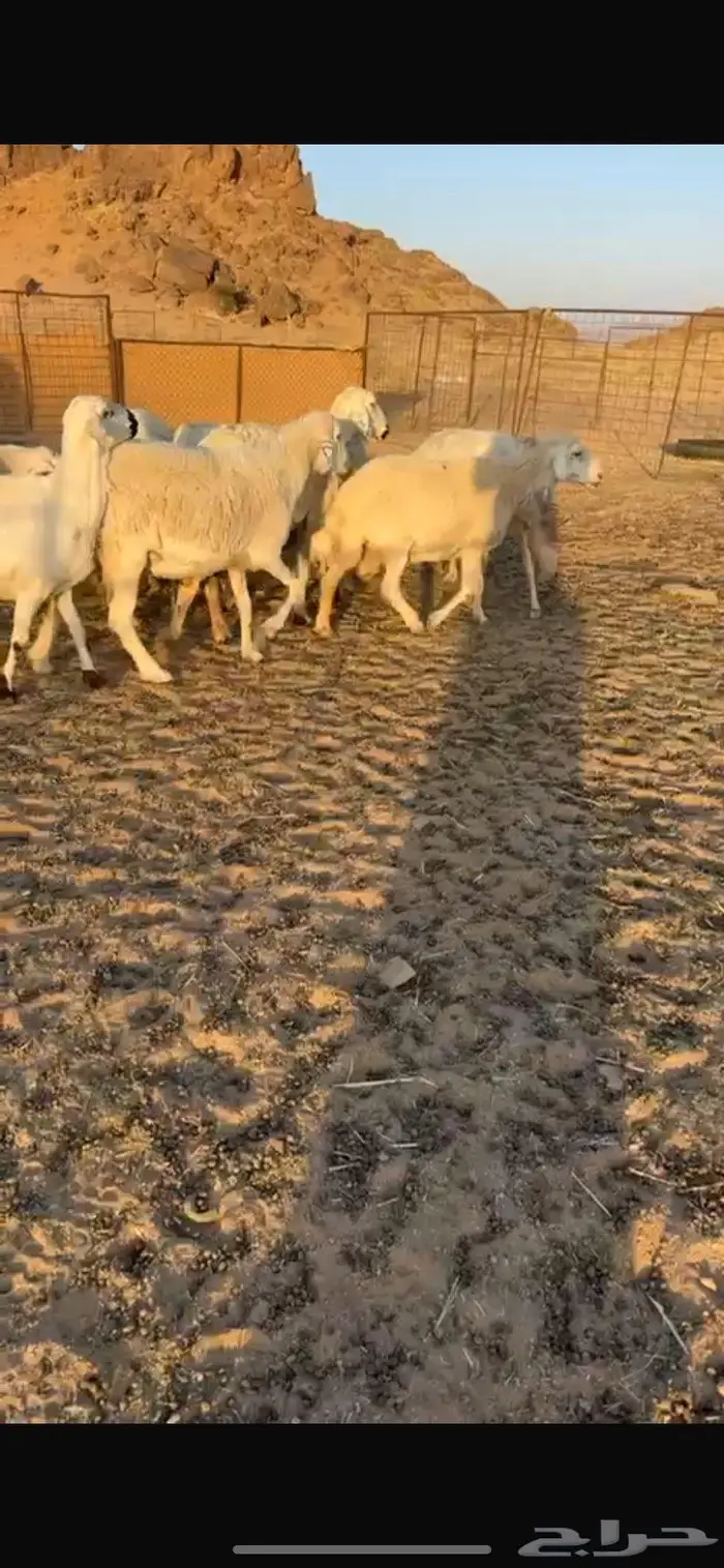 غنم حريات مراح واحد وسعر يرضي الزبون لاتفوتكم 4