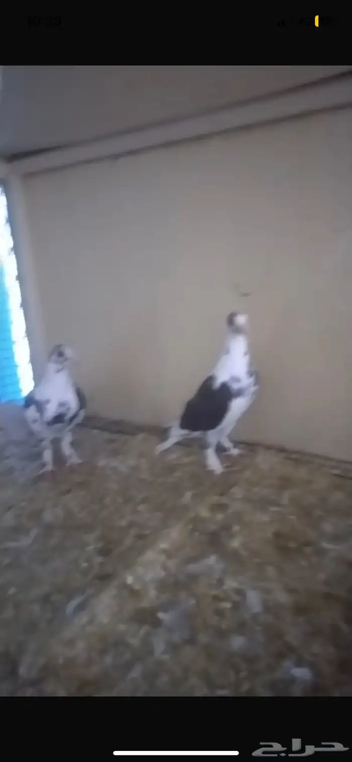 للبيع حمام عروب 3