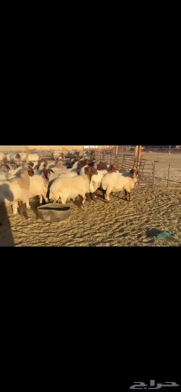 غنم نعيم دفيع 1