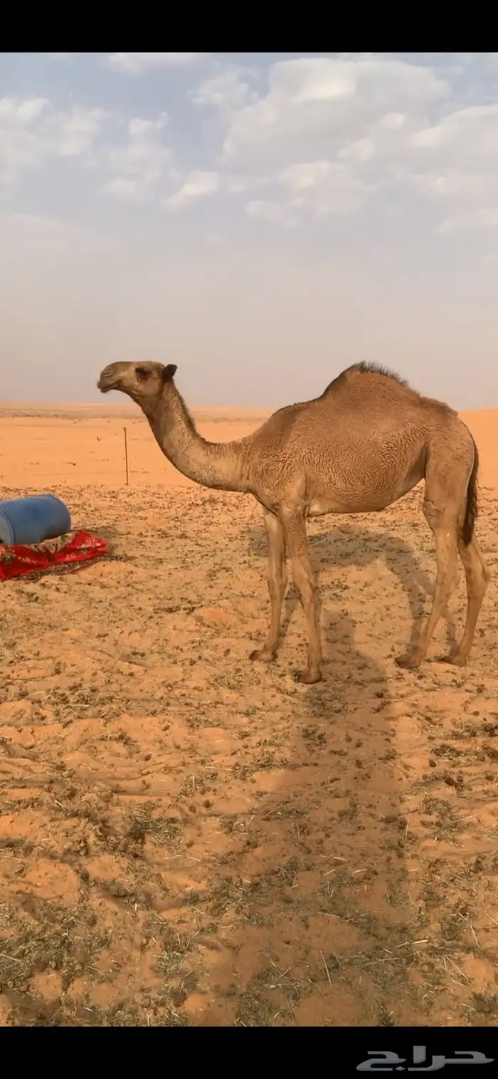 بكره شعلا تماميه 2