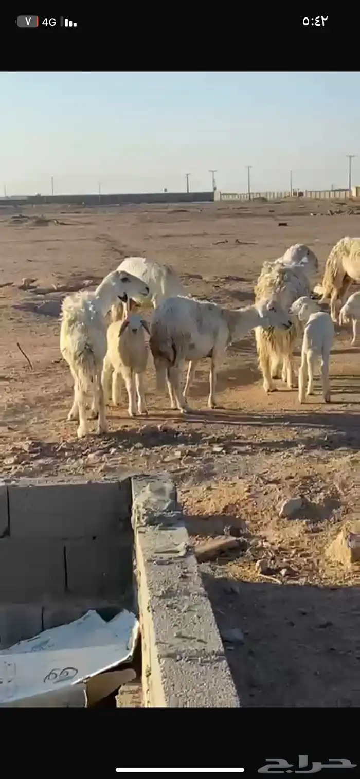 حريات خلفات تامت وحده خروف وحده رخال 2