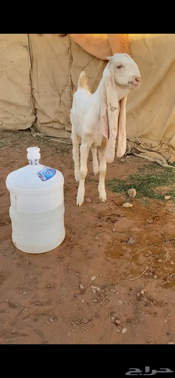 جفرت برصا كفووو 0