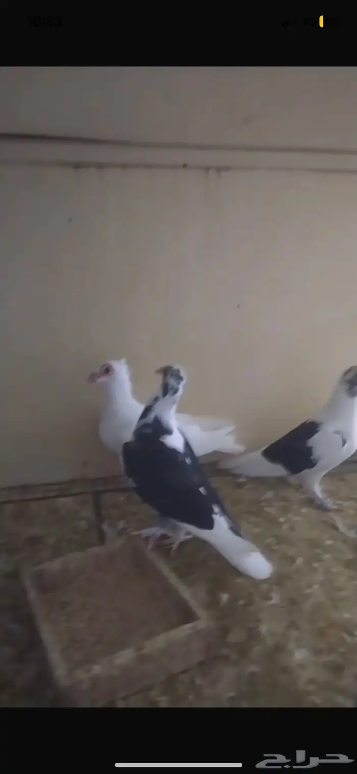 للبيع حمام عروب 4