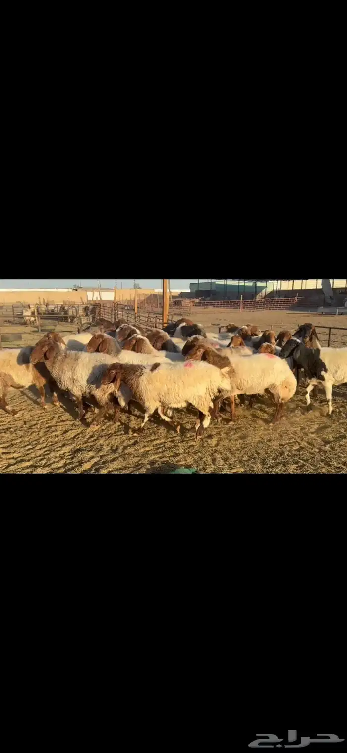 غنم نعيم دفيع 0