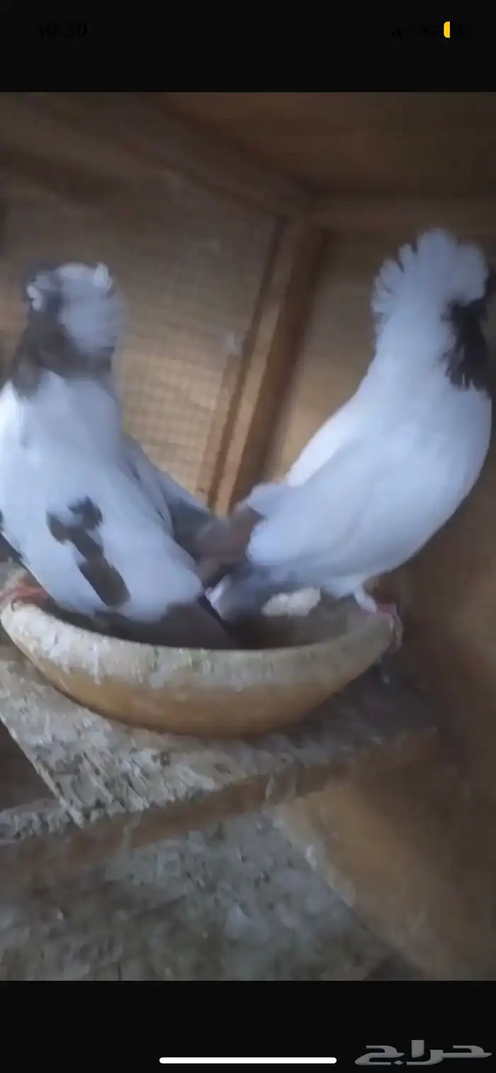 للبيع جوز سوداني امريكي 7