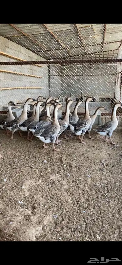 وز عراقي index