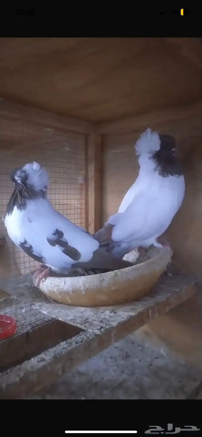 للبيع جوز سوداني امريكي 2