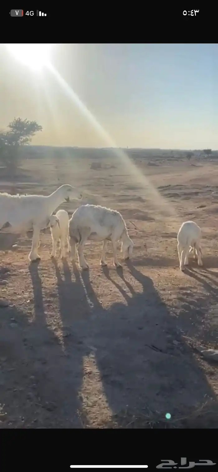 حريات خلفات تامت وحده خروف وحده رخال 0