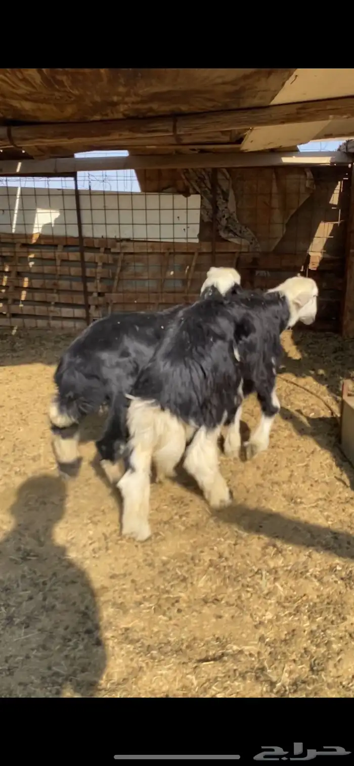 طليان نجد اعمارها 5 شهور 0