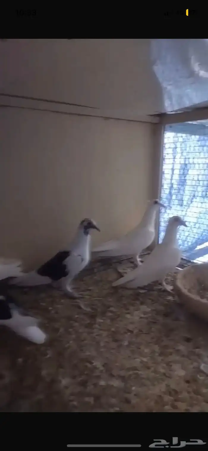 للبيع حمام عروب 0