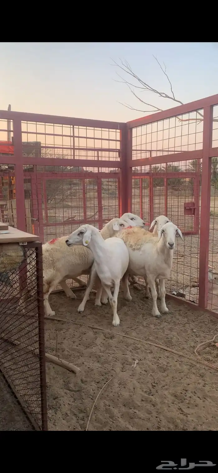 غنام حريه حوال وعلى السوم 1