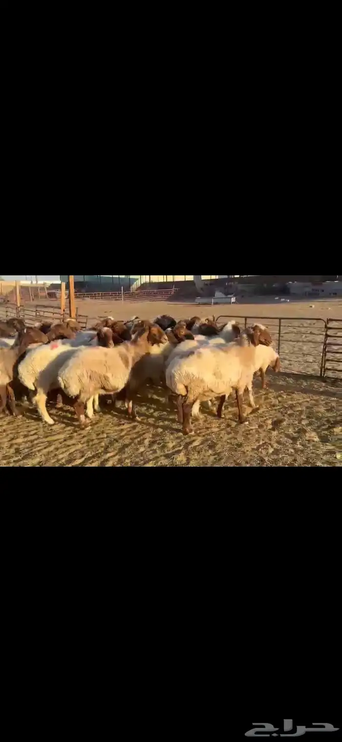 غنم نعيم دفيع 4