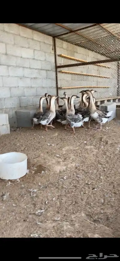 وز عراقي index