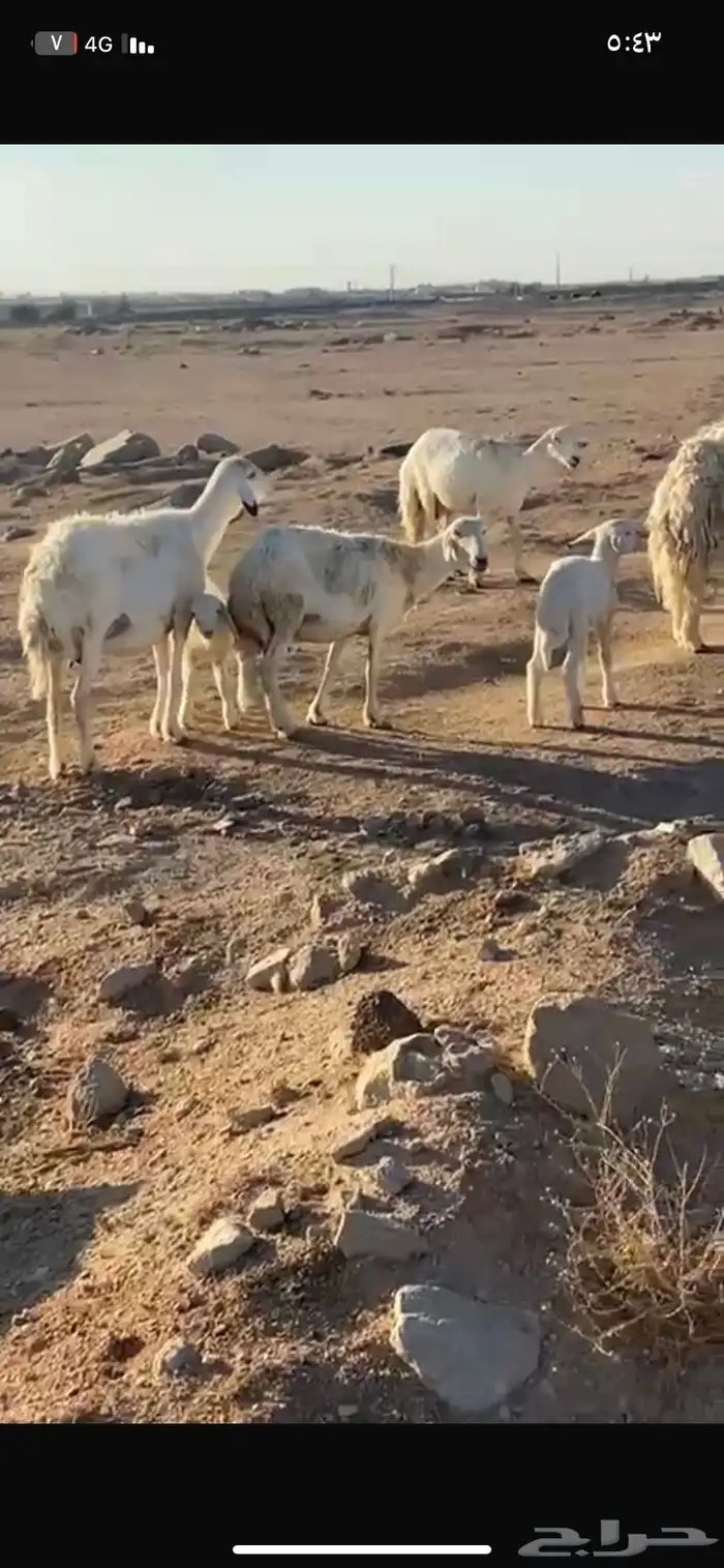 حريات خلفات تامت وحده خروف وحده رخال 1